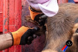 Jornada de herradero en la ganadería de José Luis Pereda