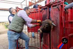 Jornada de herradero en la ganadería de José Luis Pereda