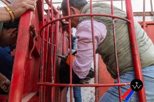 Jornada de herradero en la ganadería de José Luis Pereda
