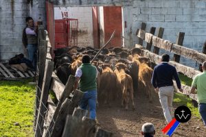 Jornada de herradero en la ganadería de José Luis Pereda
