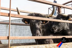 Jornada de herradero en la ganadería de José Luis Pereda