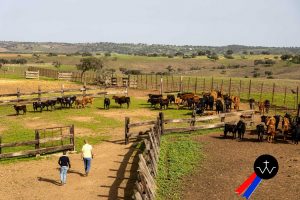 Jornada de herradero en la ganadería de José Luis Pereda