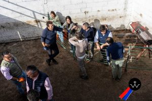 Jornada de herradero en la ganadería de José Luis Pereda