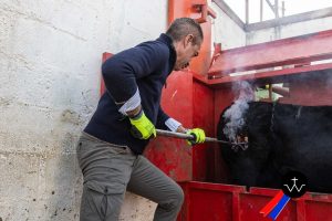 Jornada de herradero en la ganadería de José Luis Pereda