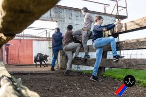 Jornada de herradero en la ganadería de José Luis Pereda