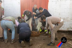Jornada de herradero en la ganadería de José Luis Pereda