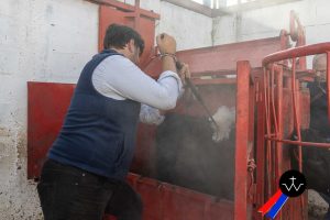 Jornada de herradero en la ganadería de José Luis Pereda