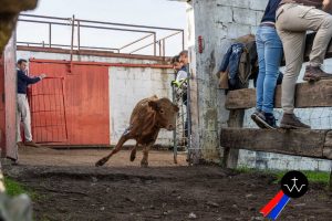 Jornada de herradero en la ganadería de José Luis Pereda
