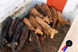 Jornada de herradero en la ganadería de José Luis Pereda