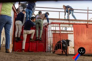 Jornada de herradero en la ganadería de José Luis Pereda