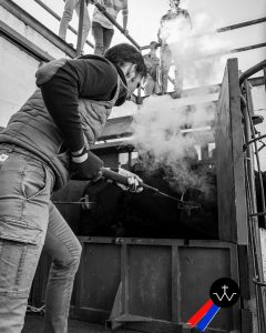 Jornada de herradero en la ganadería de José Luis Pereda