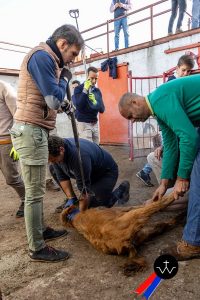 Jornada de herradero en la ganadería de José Luis Pereda
