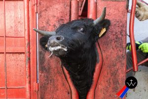 Jornada de herradero en la ganadería de José Luis Pereda