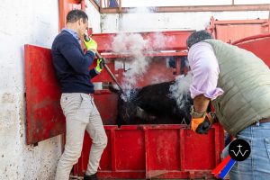 Jornada de herradero en la ganadería de José Luis Pereda