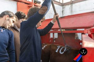 Jornada de herradero en la ganadería de José Luis Pereda