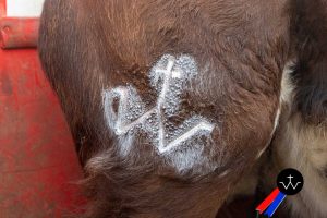 Jornada de herradero en la ganadería de José Luis Pereda