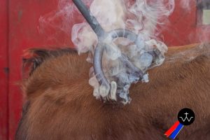 Jornada de herradero en la ganadería de José Luis Pereda