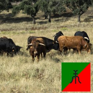 Arzacq elige ganadería para su novillada