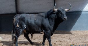 El origen de las ganaderías de lidia en Andalucía