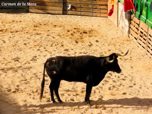 Las raíces de la Tauromaquia