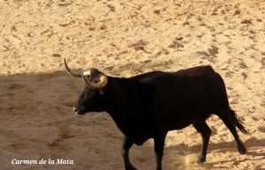 Las raíces de la Tauromaquia