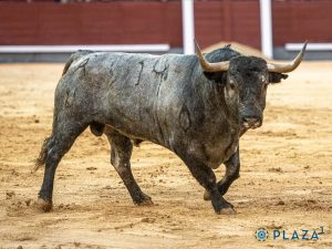 El debut del Conde de la Corte en Madrid