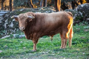 La ganadería de Cerro Longo, de cerca