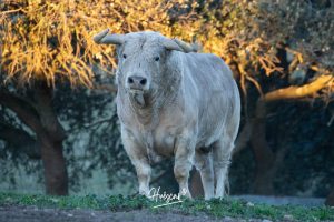 La ganadería de Cerro Longo, de cerca
