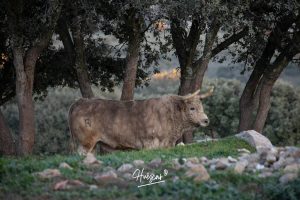 La ganadería de Cerro Longo, de cerca