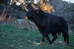 La ganadería de Cerro Longo, de cerca