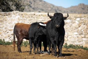 La ganadería de Cerro Longo, de cerca