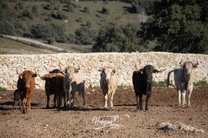 La ganadería de Cerro Longo, de cerca
