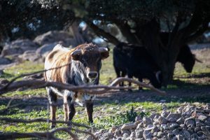 La ganadería de Cerro Longo, de cerca