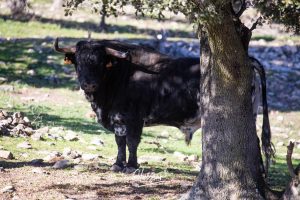 La ganadería de Cerro Longo, de cerca