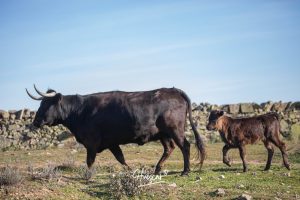 La ganadería de Cerro Longo, de cerca