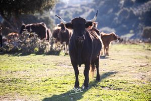 La ganadería de Cerro Longo, de cerca