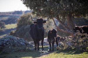 La ganadería de Cerro Longo, de cerca