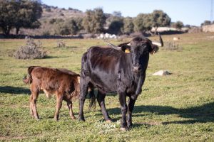 La ganadería de Cerro Longo, de cerca
