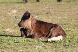 La ganadería de Cerro Longo, de cerca