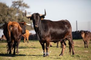 La ganadería de Cerro Longo, de cerca