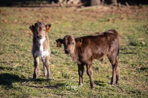 La ganadería de Cerro Longo, de cerca