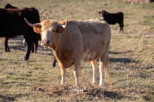 La ganadería de Cerro Longo, de cerca