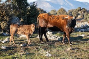 La ganadería de Cerro Longo, de cerca