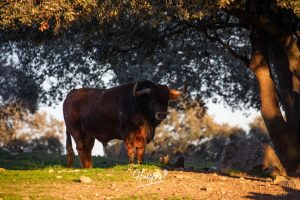 La ganadería de Cerro Longo, de cerca