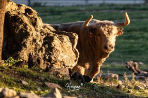 La ganadería de Cerro Longo, de cerca