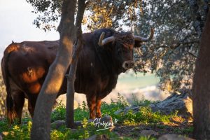 La ganadería de Cerro Longo, de cerca