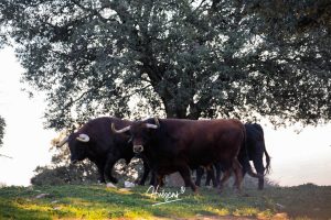 La ganadería de Cerro Longo, de cerca