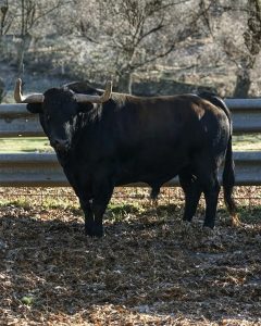 Seriedad en los toros de Hnos. García Jiménez para Sanse