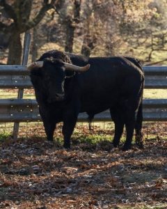 Seriedad en los toros de Hnos. García Jiménez para Sanse