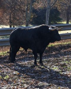 Seriedad en los toros de Hnos. García Jiménez para Sanse